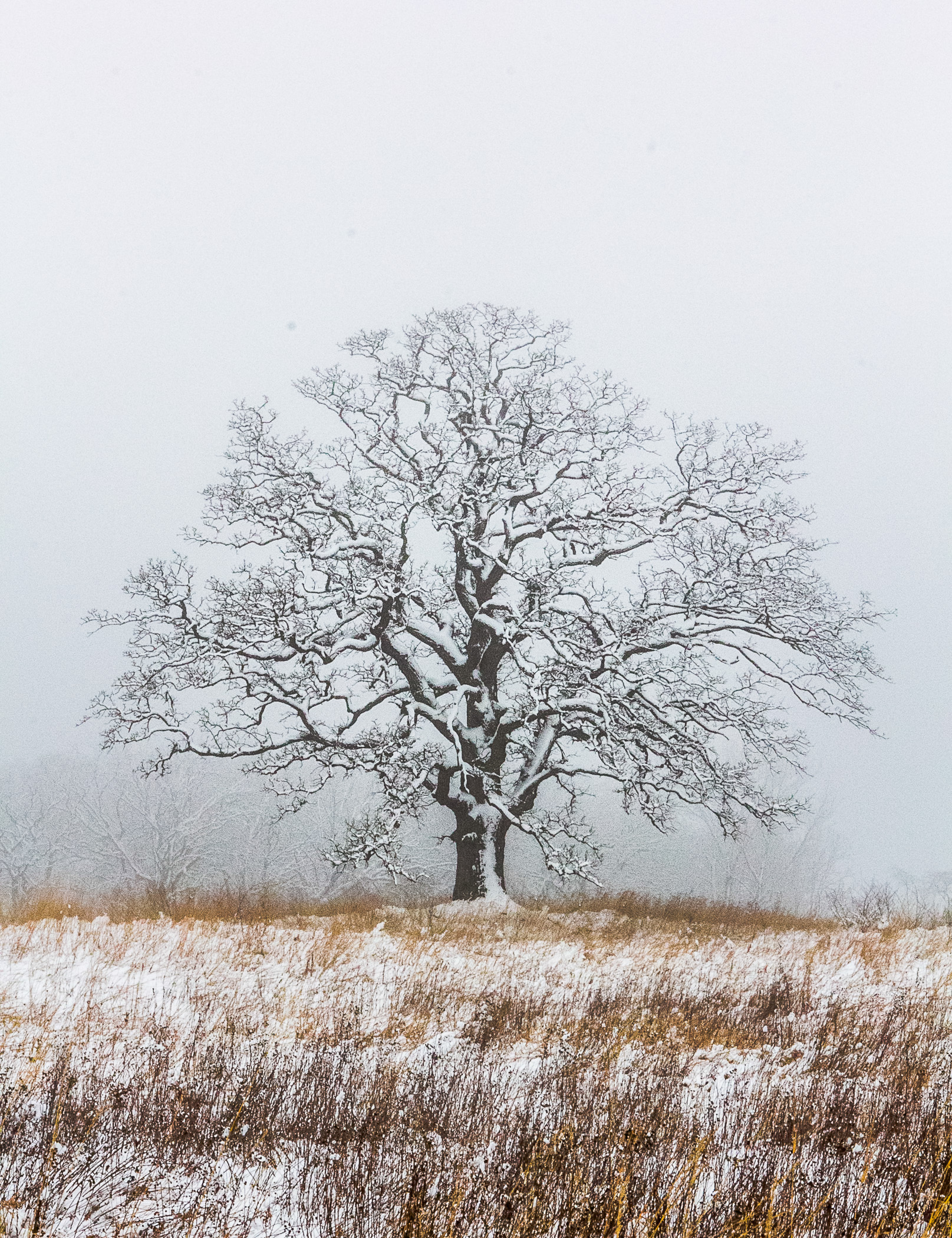 barry_kirsten_oak-tree-in-winter
