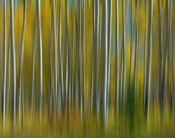 Wendy Petera - Birch Trees ‐ Photography ‐ 9 x 10 ‐ Available