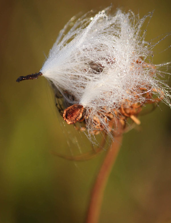 Sandy Ott - Dew on Milkweed