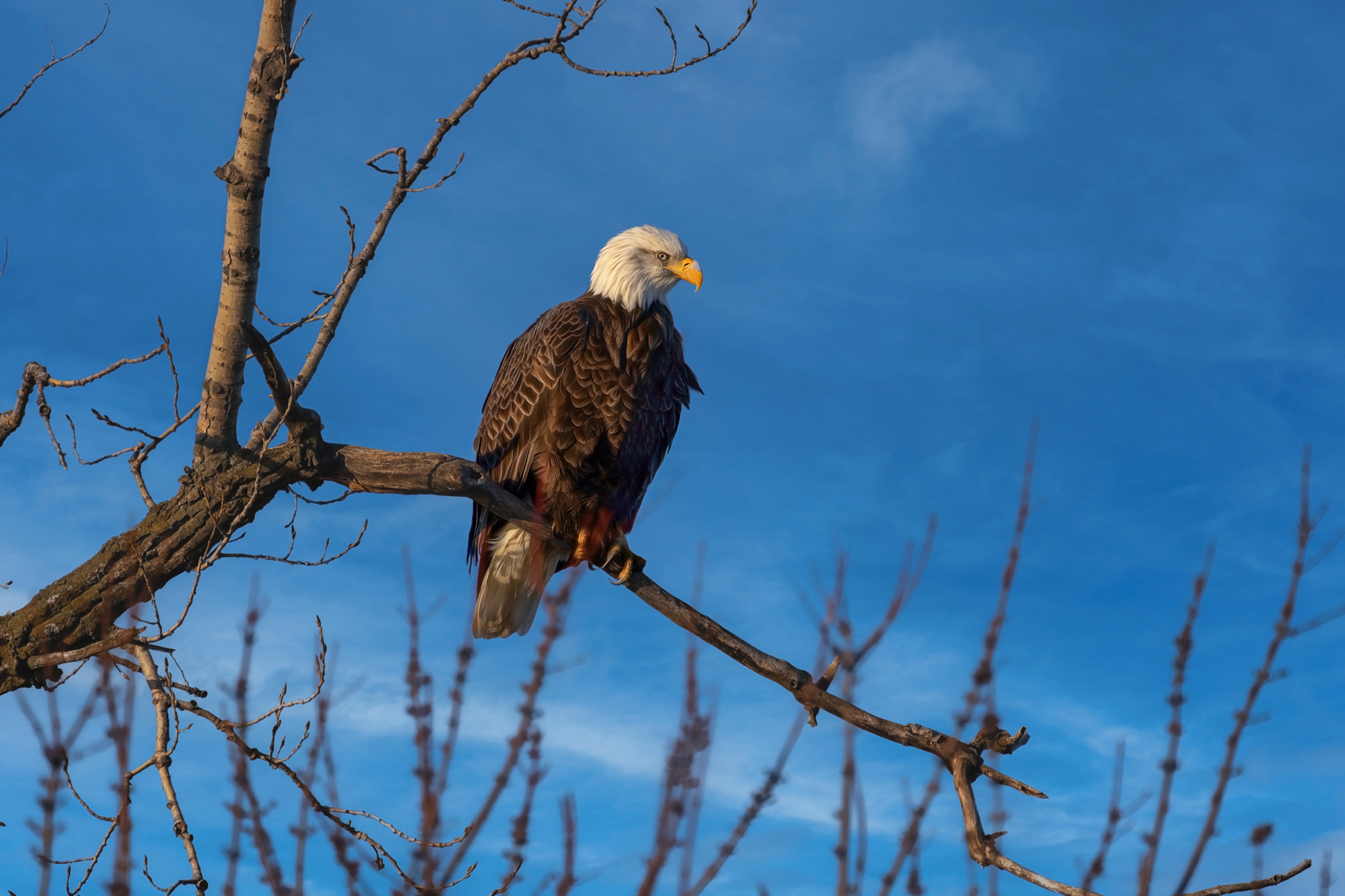  VIAHART Barry The Bald Eagle - 57 Inch Wingspan Giant