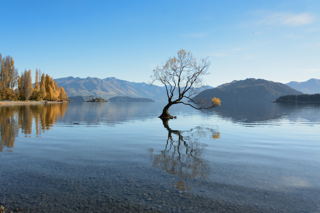 Wendy Petera - Wanaka Tree, New Zealand - Nancy Merkling Photography ...